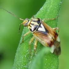 Attēlu rezultāti vaicājumam “Lygus pratensis imago”