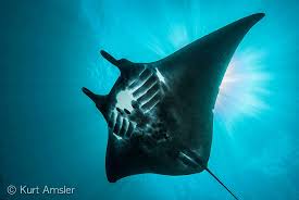 Image result for Mobula birostris