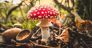 Attēlu rezultāti vaicājumam “Amanita muscaria”