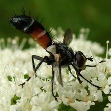 Attēlu rezultāti vaicājumam “Cylindromyia sp.”