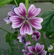 Image result for Malva sylvestris 'Zebrina'