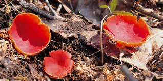 Attēlu rezultāti vaicājumam “Sarcoscypha austriaca”