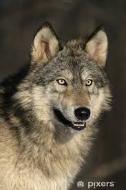 Attēlu rezultāti vaicājumam “Canis lupus”