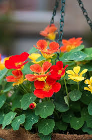Attēlu rezultāti vaicājumam “Tropaeolum majus flower”