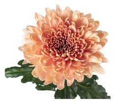 Image result for Chrysanthemum sebatense