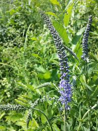 Attēlu rezultāti vaicājumam “Veronica longifolia bud”