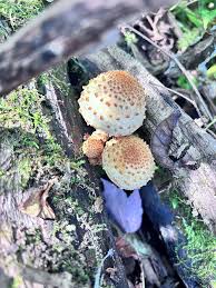 Attēlu rezultāti vaicājumam “Pholiota squarrosoides”