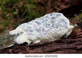 Attēlu rezultāti vaicājumam “Fuligo candida”