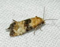 Attēlu rezultāti vaicājumam “Eupoecilia angustana”