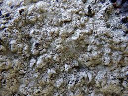 Attēlu rezultāti vaicājumam “Pertusaria leioplaca”