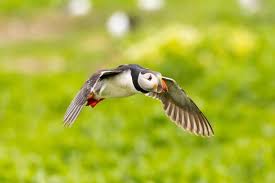 Image result for Fratercula cirrhata