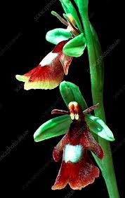 Attēlu rezultāti vaicājumam “Ophrys insectifera”