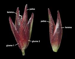 Attēlu rezultāti vaicājumam “Jamesoniella autumnalis sporophyte”