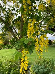 Attēlu rezultāti vaicājumam “Laburnum anagyroides flower”