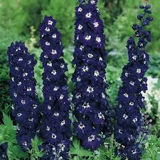 Attēlu rezultāti vaicājumam “Delphinium elatum”