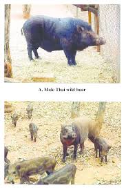 Attēlu rezultāti vaicājumam “Sus scrofa”