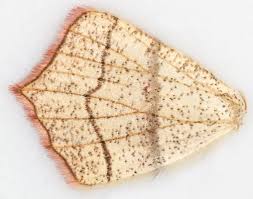 Attēlu rezultāti vaicājumam “Timandra comae”