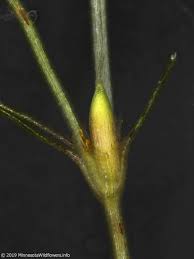 Attēlu rezultāti vaicājumam “Najas minor leaf”