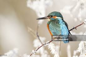 Attēlu rezultāti vaicājumam “Alcedo atthis”