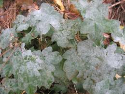 Attēlu rezultāti vaicājumam “Sawadaea tulasnei”