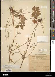 Attēlu rezultāti vaicājumam “Sanicula europaea leaf”