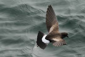 Image result for Oceanites oceanicus