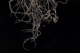 Attēlu rezultāti vaicājumam “Bryoria capillaris”