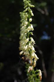 Image result for Digitalis lutea