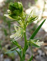 Attēlu rezultāti vaicājumam “Linaria loeselii”