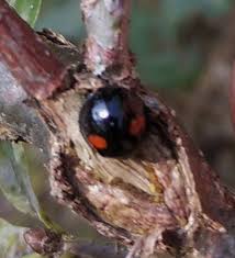 Attēlu rezultāti vaicājumam “Chilocorus renipustulatus”