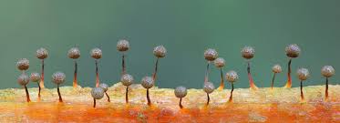 Attēlu rezultāti vaicājumam “Cribraria sp.”