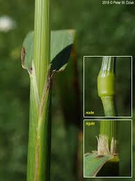 Attēlu rezultāti vaicājumam “Alopecurus pratensis”