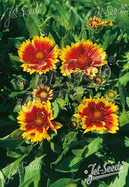 Image result for Gaillardia `Kobold`