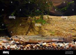 Attēlu rezultāti vaicājumam “Barbatula barbatula”