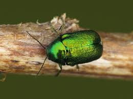 Attēlu rezultāti vaicājumam “Cryptocephalus aureolus, Cryptocephalus sericeus”