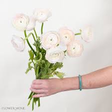 Attēlu rezultāti vaicājumam “Ranunculus elatior flower”