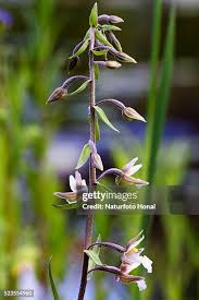 Attēlu rezultāti vaicājumam “Epipactis palustris bud”