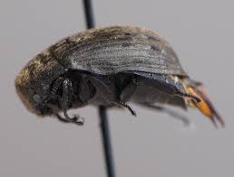 Attēlu rezultāti vaicājumam “Anobiidae”