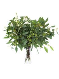 Attēlu rezultāti vaicājumam “Populus x lettland”