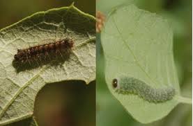 Attēlu rezultāti vaicājumam “Lymantria dispar larva”