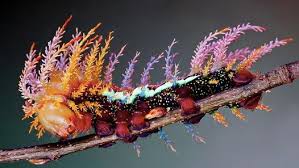 Attēlu rezultāti vaicājumam “Saturniidae”