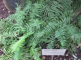 Attēlu rezultāti vaicājumam “Dryopteris cristata”