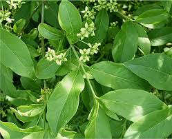 Attēlu rezultāti vaicājumam “Euonymus europaeus leaf”