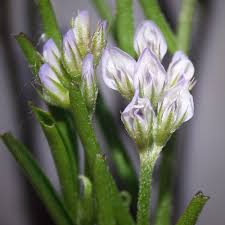 Attēlu rezultāti vaicājumam “Vicia hirsuta flower”