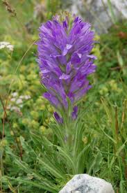 Image result for Campanula spicata