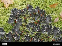 Attēlu rezultāti vaicājumam “Peltigera polydactylon”