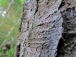 Attēlu rezultāti vaicājumam “Arthonia leucopellaea”