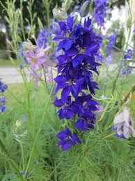 Image result for Consolida ajacis oder Consolida regalis