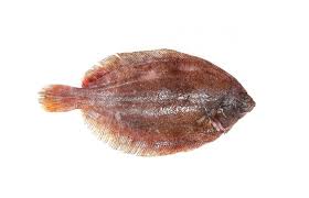 Image result for Glyptocephalus cynoglossus