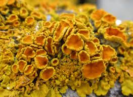 Attēlu rezultāti vaicājumam “Xanthoria parietina”